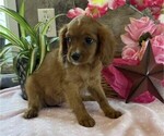 Small #1 Cavapoo