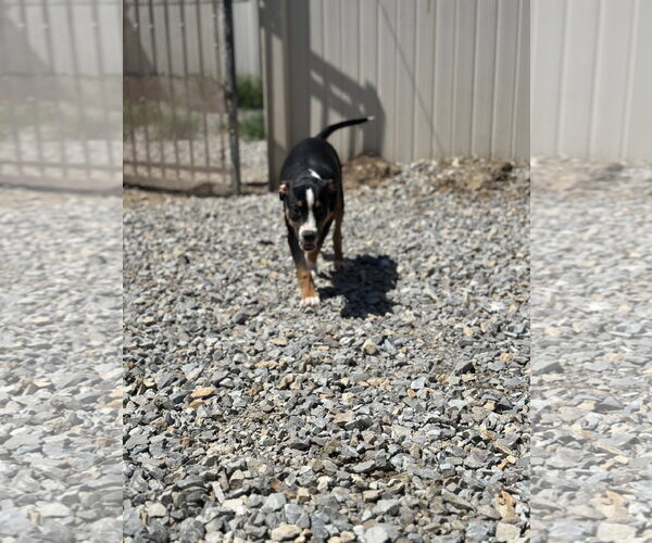 Medium Photo #2 Staffordshire Bull Terrier-Unknown Mix Puppy For Sale in Corning, AR, USA