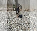 Small #1 Staffordshire Bull Terrier Mix