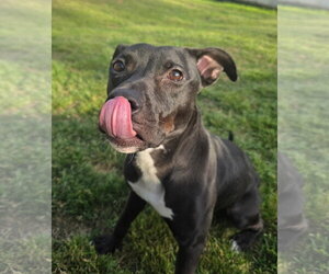 American Pit Bull Terrier-Unknown Mix Dogs for adoption in Germantown, OH, USA