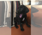 Small Photo #6 Great Dane Puppy For Sale in SIERRA VISTA, AZ, USA