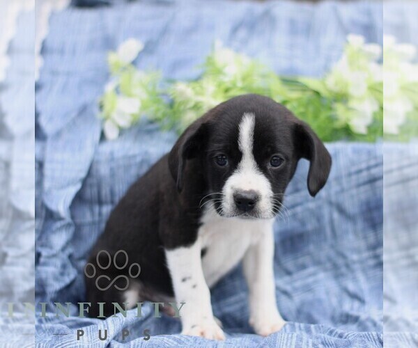 Medium Photo #4 Boston Terrier-Cock-A-Poo Mix Puppy For Sale in PORT ROYAL, PA, USA