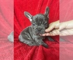 Small #2 French Bulldog