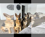 Small German Shepherd Dog