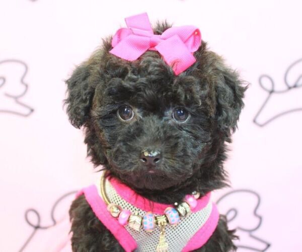Medium Photo #6 Poodle (Miniature) Puppy For Sale in LAS VEGAS, NV, USA