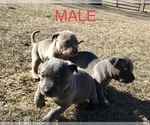 Small Photo #3 American Bully Puppy For Sale in ATOKA, OK, USA