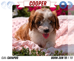 Small Photo #30 Cavapoo Puppy For Sale in GOSHEN, IN, USA