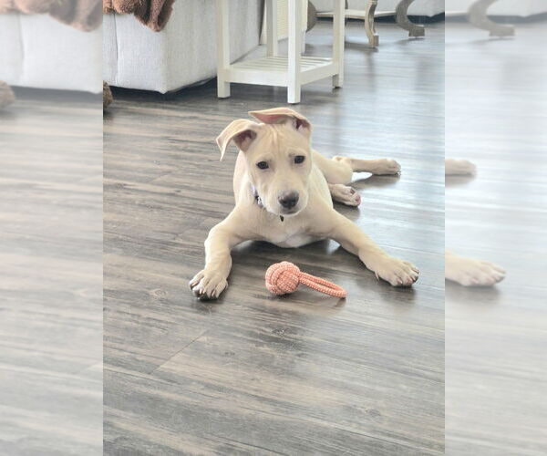 Medium Photo #16 Labrador Retriever-Unknown Mix Puppy For Sale in Mooresville, NC, USA