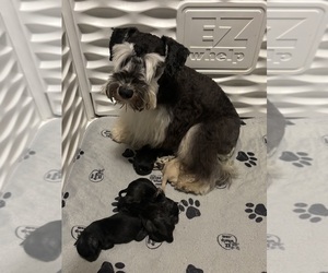 Mother of the Schnauzer (Miniature) puppies born on 01/28/2026