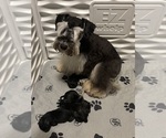 Small Photo #1 Schnauzer (Miniature) Puppy For Sale in LEHIGH, FL, USA