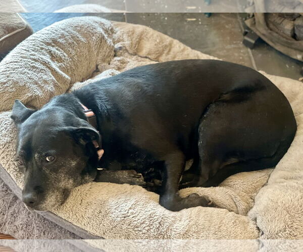 Medium Photo #4 Boxer-Unknown Mix Puppy For Sale in Mount Laurel, NJ, USA