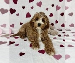 Small #1 Cavapoo (Standard)