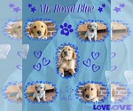 Puppy Mr Blue Boy Golden Retriever