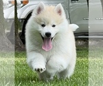 Small Photo #16 Pomsky Puppy For Sale in BAXTER, TN, USA