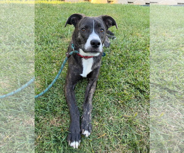 Medium Photo #8 American Pit Bull Terrier-Labrador Retriever Mix Puppy For Sale in San Diego, CA, USA