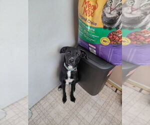 Peter Pans : Tinker Bell - Female Boxer-German Shepherd Dog Mix Dog for Adoption - Photo #3