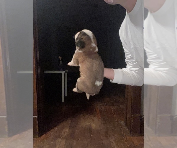 Medium Photo #2 Saint Bernard Puppy For Sale in JOHNSTOWN, PA, USA