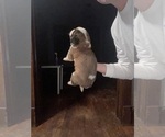 Small #1 Saint Bernard