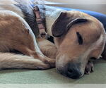 Small #1 Beagle Mix