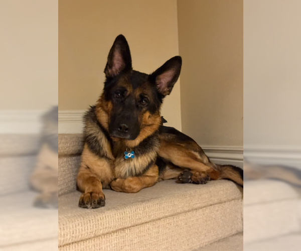 Medium Photo #1 German Shepherd Dog Puppy For Sale in Plantation, FL, USA