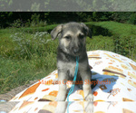 Small #3 German Shepherd Dog