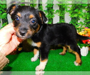 Border Collie Puppy for sale in HAMMOND, IN, USA