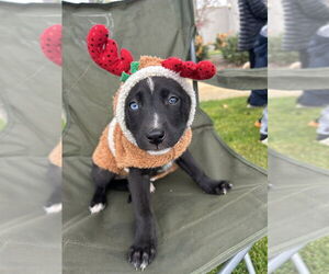 Border Collie-Boxer Mix Dogs for adoption in San Diego , CA, USA