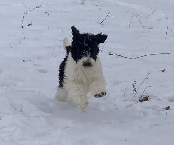 Medium Photo #1 Sheepadoodle Puppy For Sale in BUCKHANNON, WV, USA