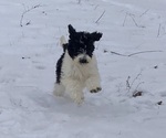 Small Photo #1 Sheepadoodle Puppy For Sale in BUCKHANNON, WV, USA