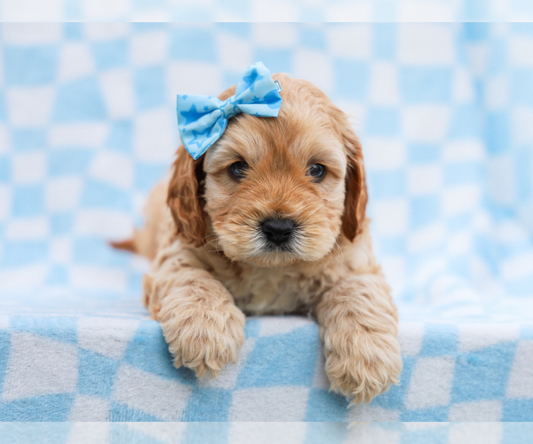 Medium Photo #2 Cavapoo mix (+ Poodle Miniature) Puppy For Sale in LIBERTY, KY, USA