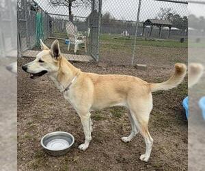 German Shepherd Dog-Unknown Mix Dogs for adoption in Conroe, TX, USA