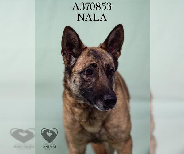 Medium Photo #2 Mutt Puppy For Sale in Stockton, CA, USA