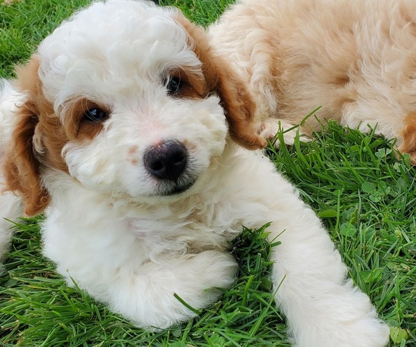 Medium Photo #5 Bernedoodle (Miniature) Puppy For Sale in LEETONIA, OH, USA