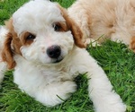 Small #4 Bernedoodle (Miniature)