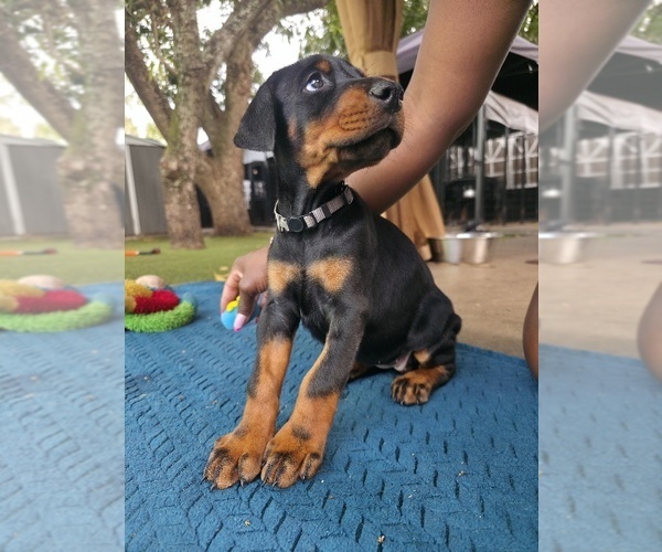 Medium Photo #12 Doberman Pinscher Puppy For Sale in MIAMI, FL, USA