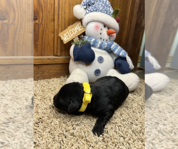 Medium Photo #6 Labrador Retriever Puppy For Sale in NEOLA, WV, USA