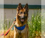 Small German Shepherd Dog