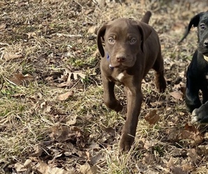 German Shorthaired Pointer Puppy for sale in PLEASANT LAKE, IN, USA