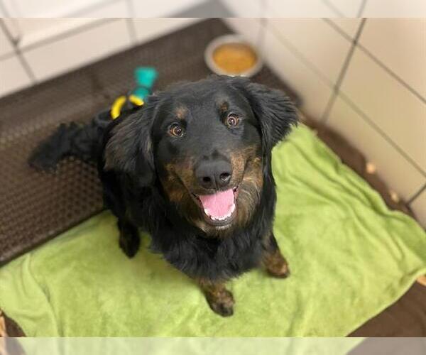 Medium Photo #1 Australian Shepherd-Unknown Mix Puppy For Sale in Fort Wayne, IN, USA