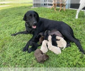 Mother of the Labrador Retriever puppies born on 07/23/2022