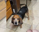 Small #2 Beagle