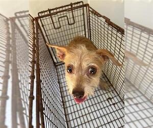 Irish Terrier-Unknown Mix Dogs for adoption in Houston, TX, USA