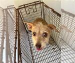 Small Irish Terrier Mix