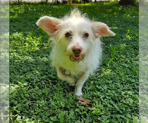 Medium Photo #2 Mutt Puppy For Sale in Cranston, RI, USA