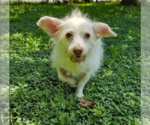 Small #1 Mutt