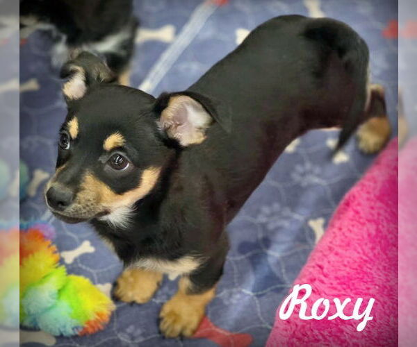 Medium Photo #1 Chiweenie Puppy For Sale in Chino Hills, CA, USA