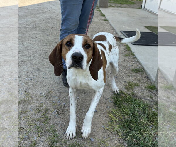 Medium Photo #3 Treeing Walker Coonhound-Unknown Mix Puppy For Sale in Rockaway, NJ, USA