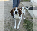 Small #2 Treeing Walker Coonhound Mix