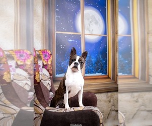 Father of the Boston Terrier puppies born on 07/07/2025