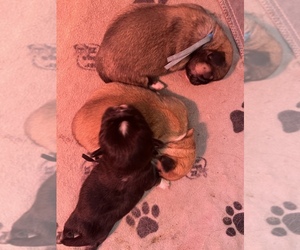 Pekingese Puppy for Sale in MERIDEN, Minnesota USA
